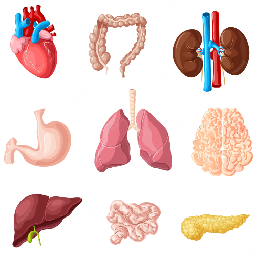Human Anatomy