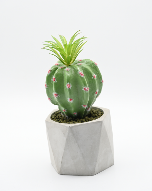 Cactus Decoration